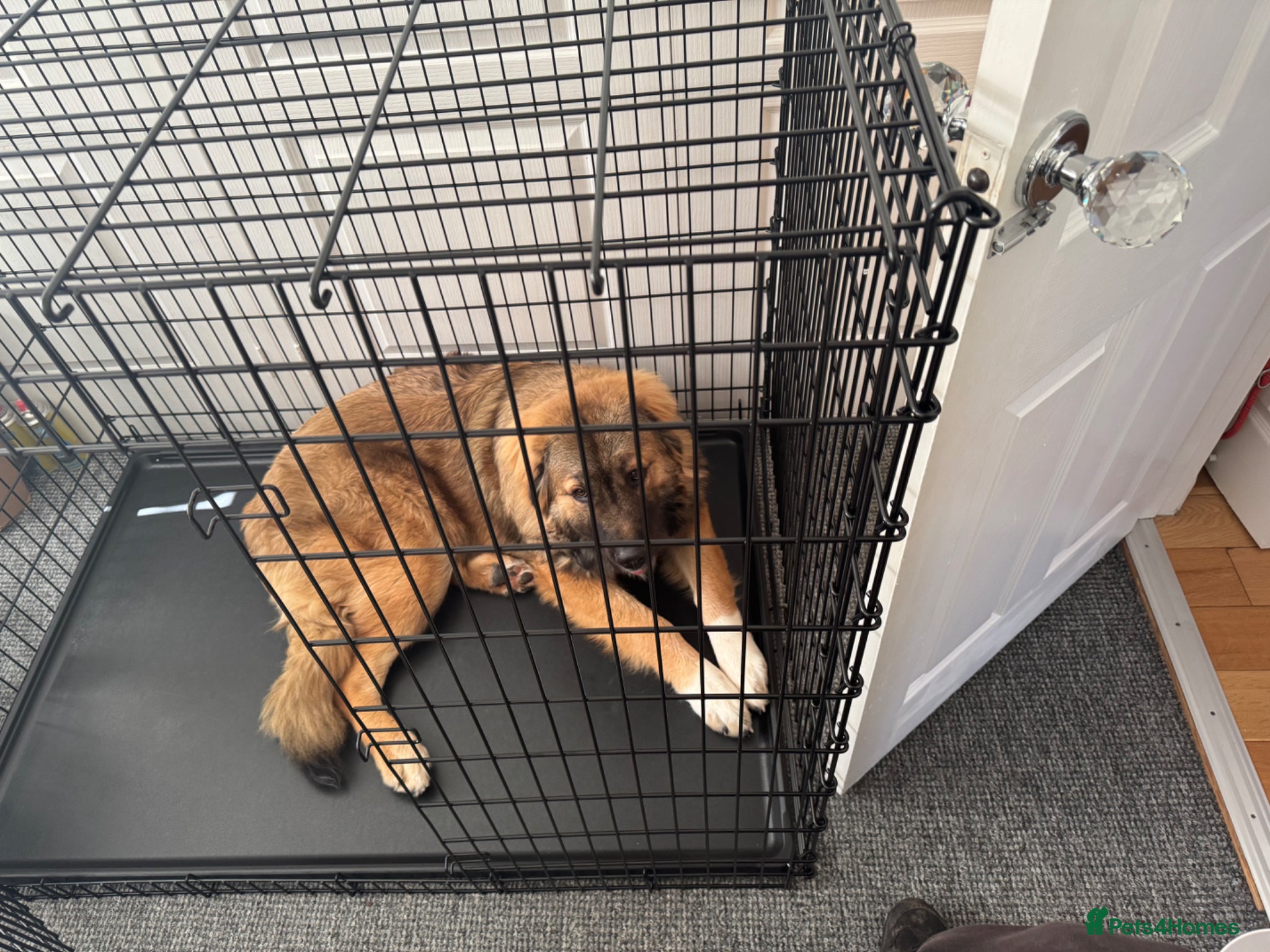 Caucasian Shepherd Dog dogs Bruce 3/4Ovcharka (Caucasian Shepherd)1/4StBernard - Advert 2