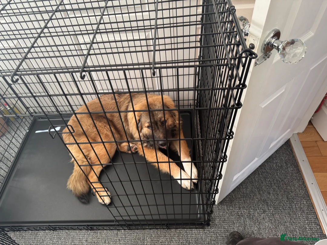 Caucasian Shepherd Dog dogs for sale: Bruce 3/4Ovcharka (Caucasian Shepherd)1/4StBernard - Advert 2