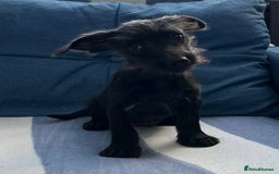Mixed Breed dogs for sale: READY NOW SCHNOXIES (MINI DAXI X MINISCHNAUZER) - Image 1