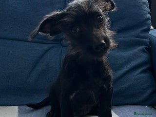 Mixed Breed dogs - Advert 32