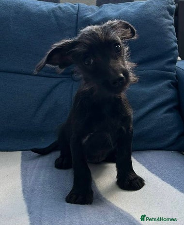 Mixed Breed dogs - Advert 4