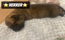 Mixed Breed dogs for sale: PUPPIES 4 SALE - Image 12