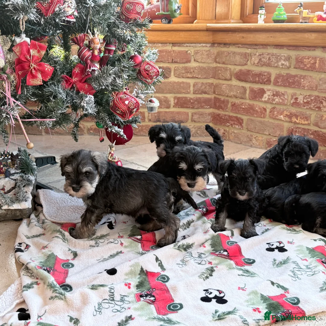 Miniature Schnauzer dogs for sale: 🌟Adorable Miniature Schnauzers Puppys 🌟 - Advert 13