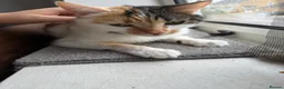 Mixed Breed cats for sale:  ** !!! Polly! MUST go today! in Milton Keynes - Advert 3