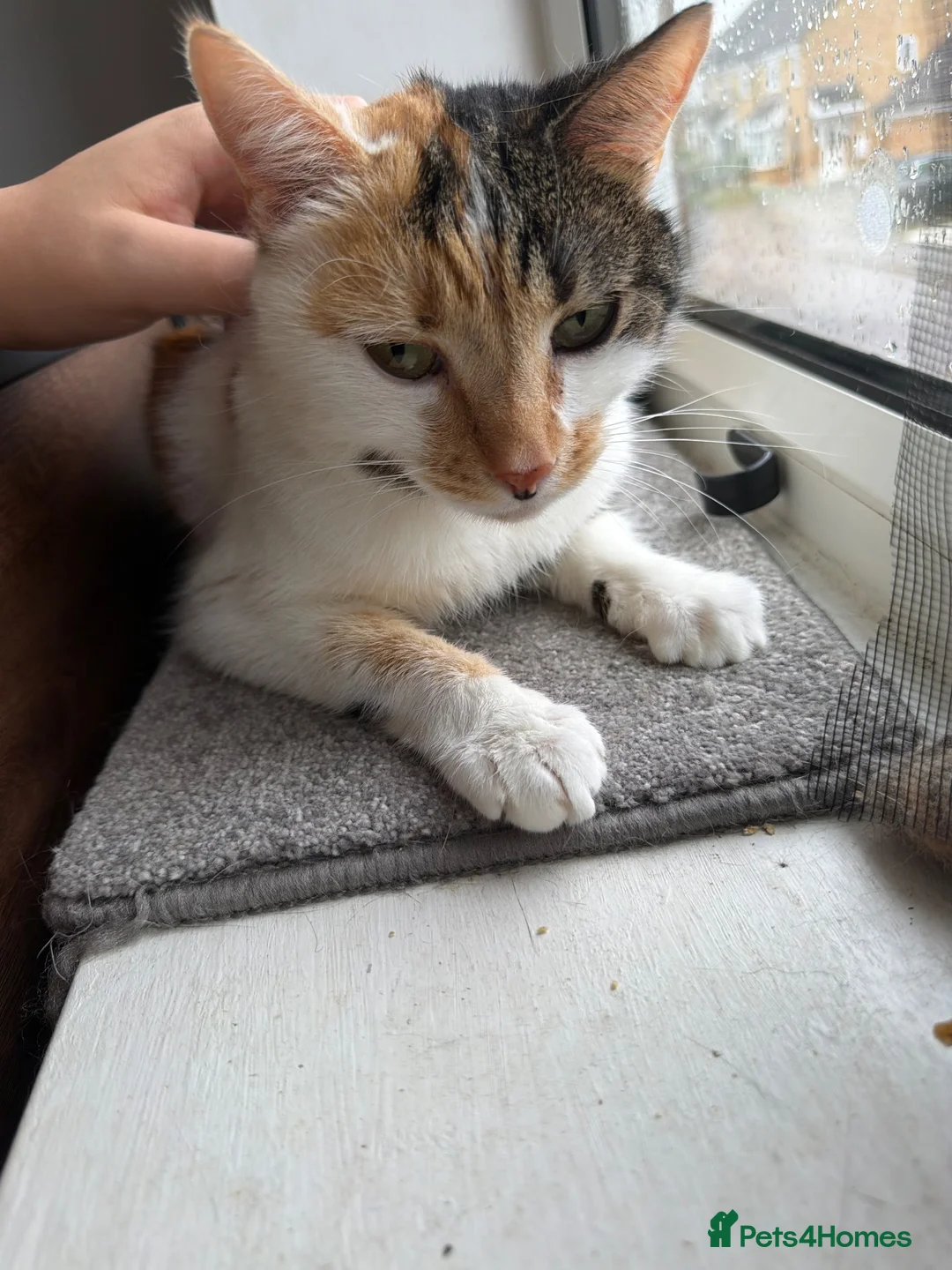 Mixed Breed cats for sale:  ** !!! Polly! MUST go today! in Milton Keynes - Advert 3