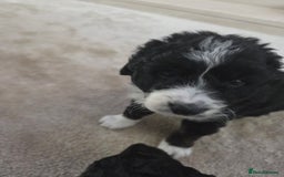 Bordoodle dogs for sale: F2 Bordoodle puppies - Image 8