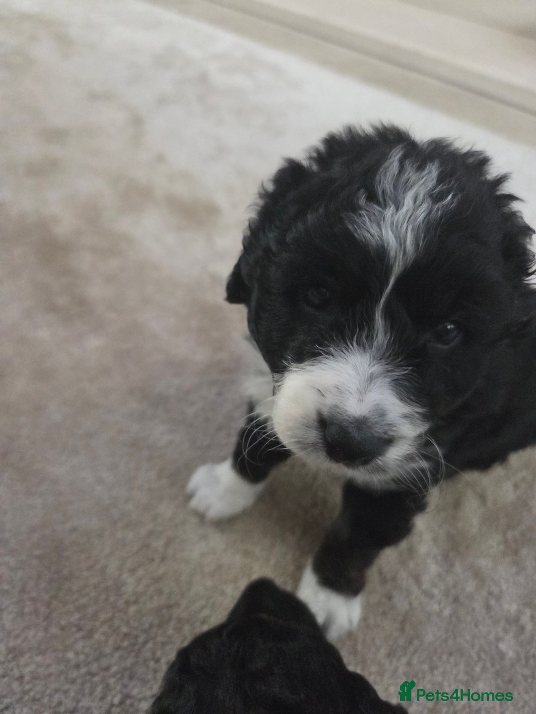 Bordoodle dogs for sale: F2 Bordoodle puppies - Image 8