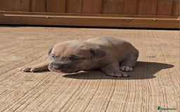 Cane Corso dogs for sale: Beautiful Italian Mastiff available - Image 16