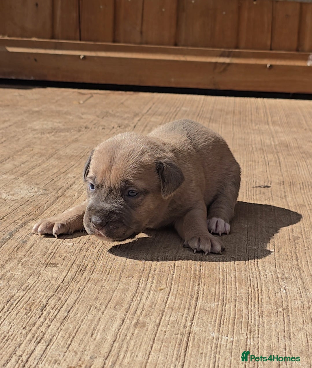 Cane Corso dogs for sale: Beautiful Italian Mastiff available - Image 16
