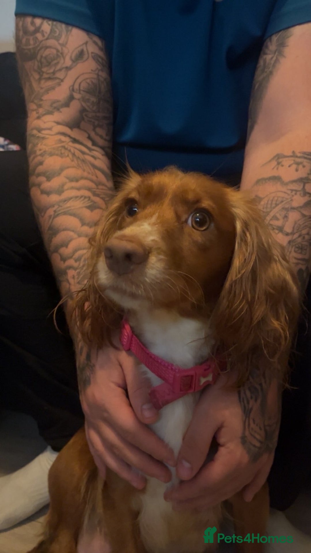 Cocker Spaniel dogs for sale: Cocker spaniel puppies - Image 1