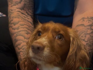 Cocker Spaniel dogs - Advert 26