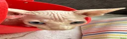 Sphynx cats for sale: Canadian Sphynx kittens READY NOW - Advert 13