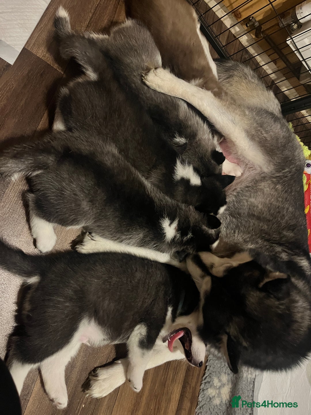 Siberian Husky dogs for sale: Siberian husky puppies available - Image 8