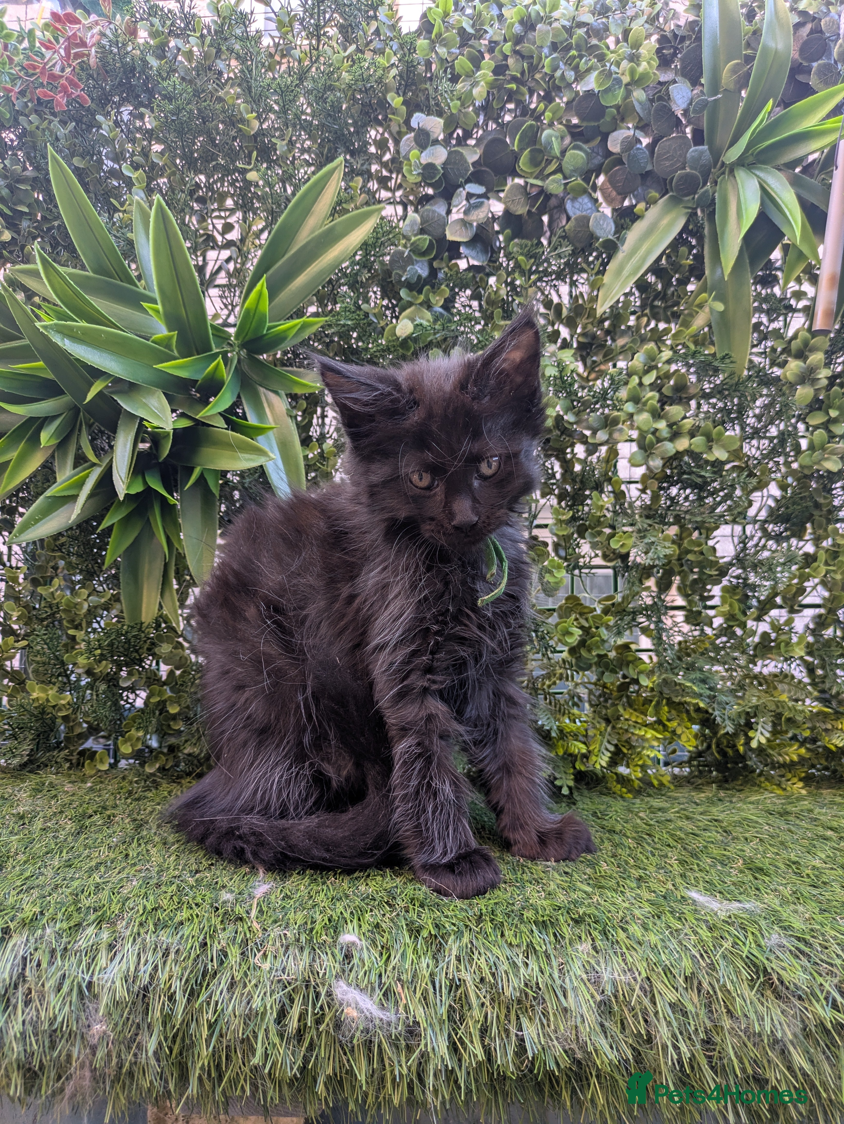 Maine Coon cats Beautiful Maine coon babies  - Advert 2
