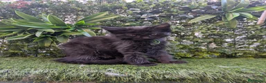 Maine Coon 7