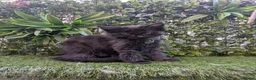 Maine Coon cats for sale: Beautiful Maine coon babies  - Advert 2