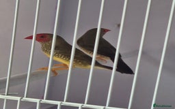 Canaries birds for sale: Canaries for sale beautiful markings  - Image 20