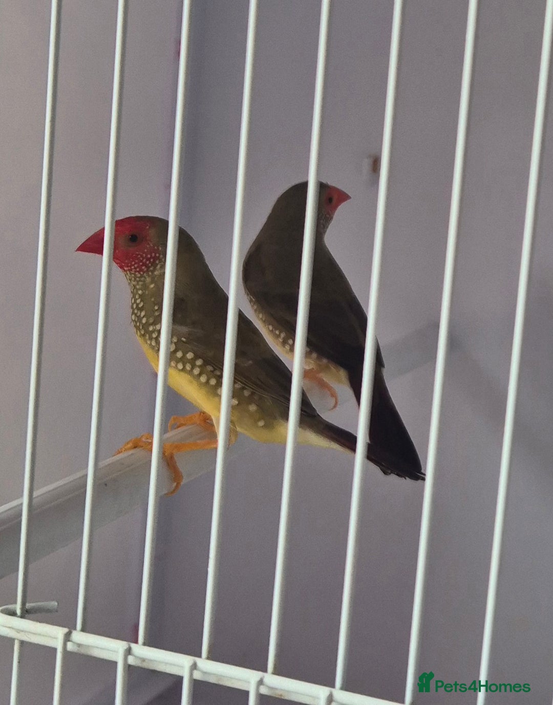 Canaries birds for sale: Canaries for sale beautiful markings  - Image 20