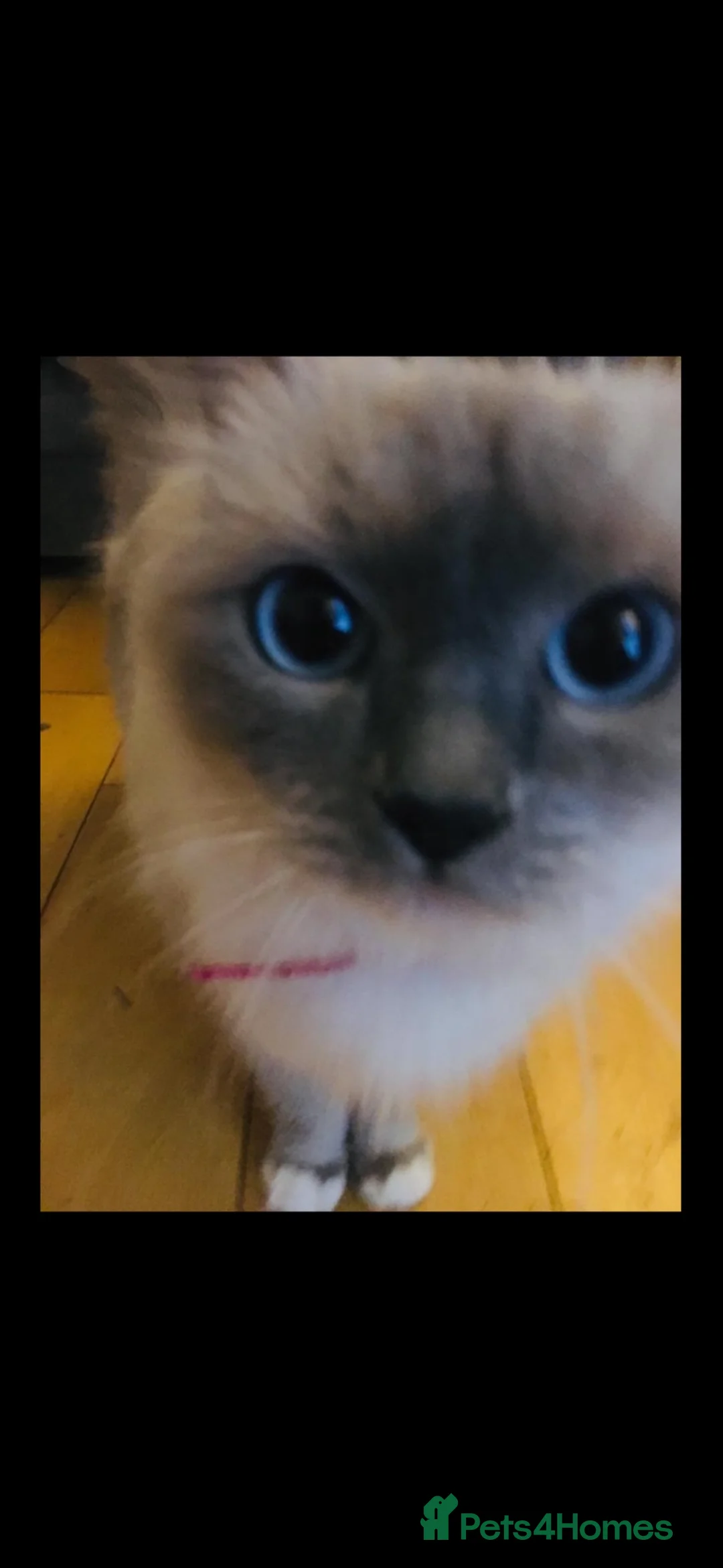 Ragdoll cats for sale: Mother 8 and daughter 3 for rehome in Morden - Advert 2
