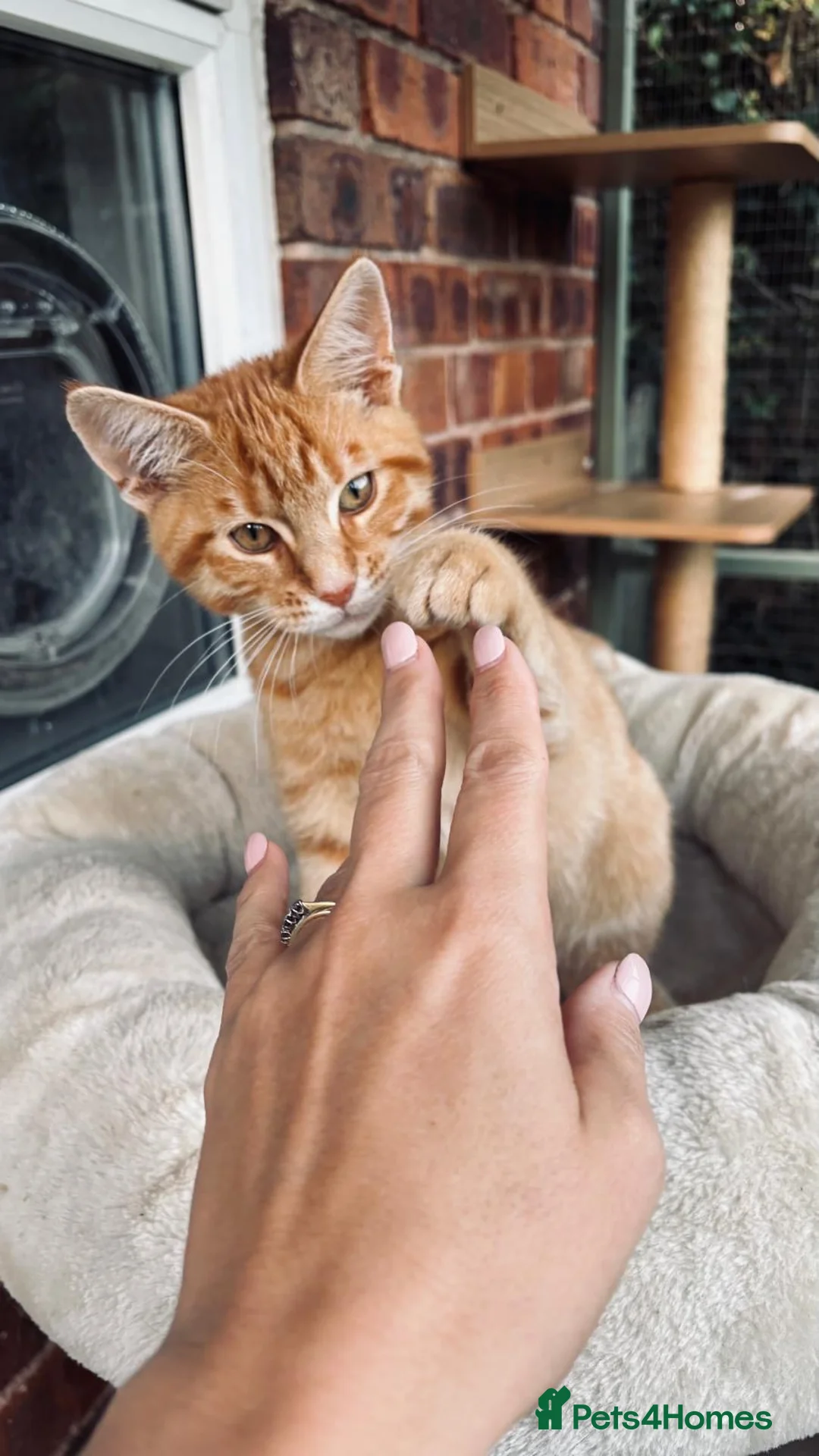 Maine Coon cats for sale:  READY TODAY Maine Coon Kittens - Advert 1