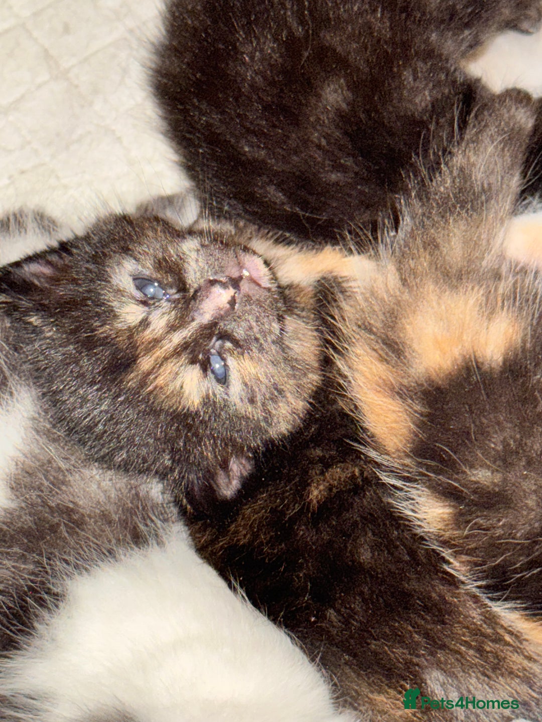 Bengal cats for sale: Bengal x British short hair kittens ready soon 15t - Advert 17