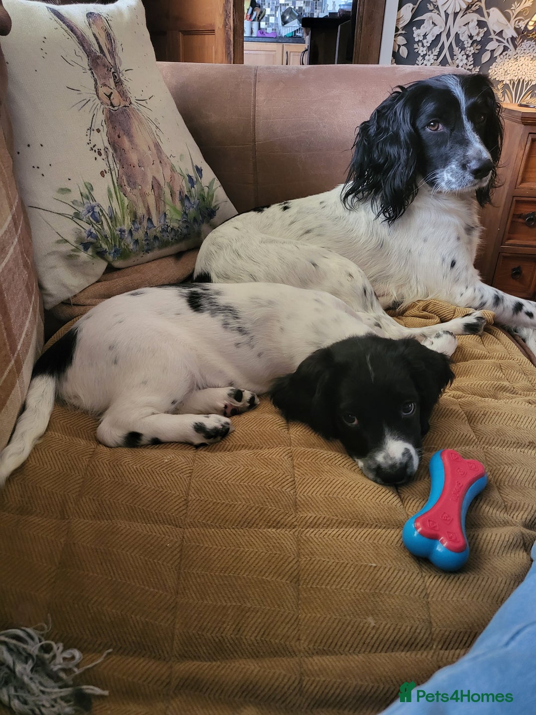 English Springer Spaniel dogs for sale: English springer spaniel pups  - Advert 7