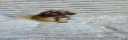 Shih Tzu dogs for sale: Imperial shih tzu babies in Barnsley - Advert 7