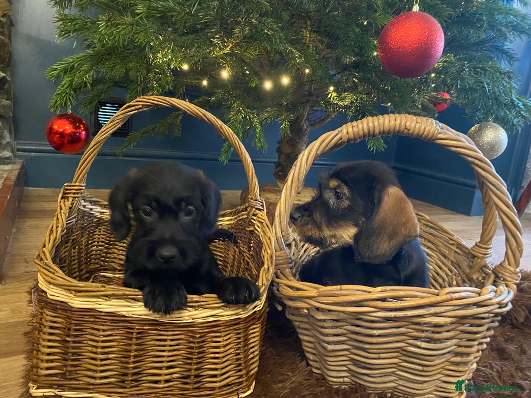 Mixed Breed dogs for sale: For Sale German wire haired pointer  x dashound  - Advert 12