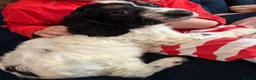 Cockapoo dogs for sale: Adorable cockapoo puppies  in Tilbury - Advert 35