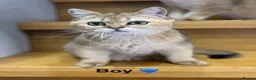 Scottish Fold cats for sale: TICA Registered Scottish Fold & Straight kittens - Advert 17