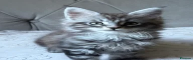 Maine Coon 2