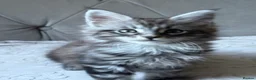 Maine Coon cats for sale: Large Tica Polly kittens - Advert 8