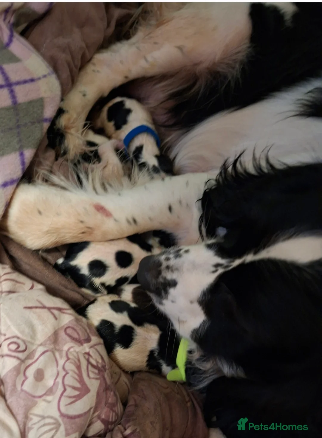 Sprocker dogs for sale: Sprocker Spaniel Puppies - Advert 6