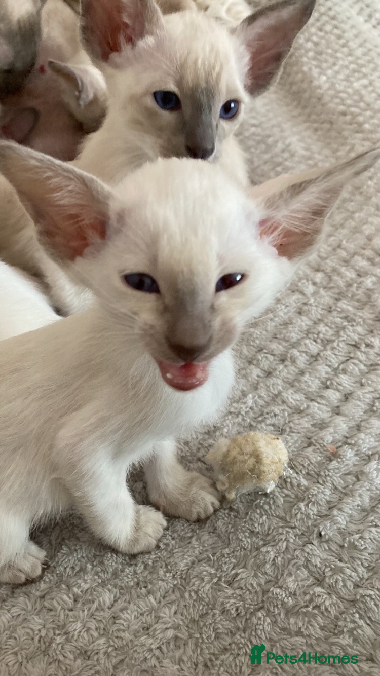 Siamese cats Beautiful adoring Siamese babies - Advert 5