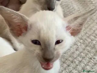 Siamese cats Beautiful adoring Siamese babies - Advert 5