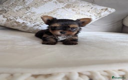 Yorkshire Terrier dogs for sale: Wonderful Yorkshire terrier puppies  - Image 1