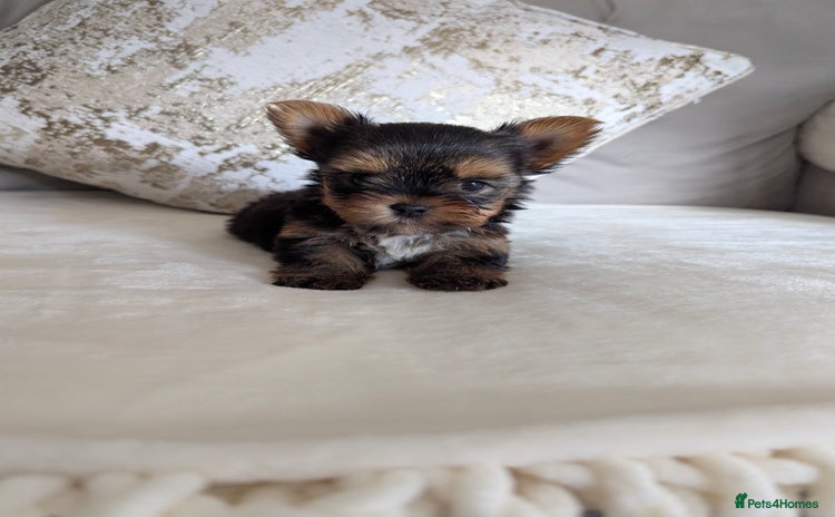 Yorkshire Terrier dogs - Advert 3