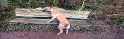 Belgian Shepherd Dog dogs for sale: Belgian malinois looking for experienced home - Advert 6
