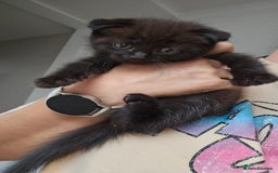 Mixed Breed cats for sale: Scottish Fold Kittens! Ready for loving home - Image 22