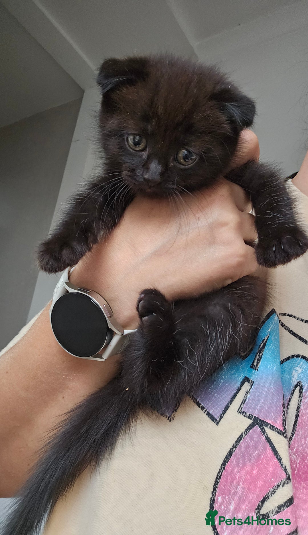 Mixed Breed cats for sale: Scottish Fold Kittens! Ready for loving home - Image 22