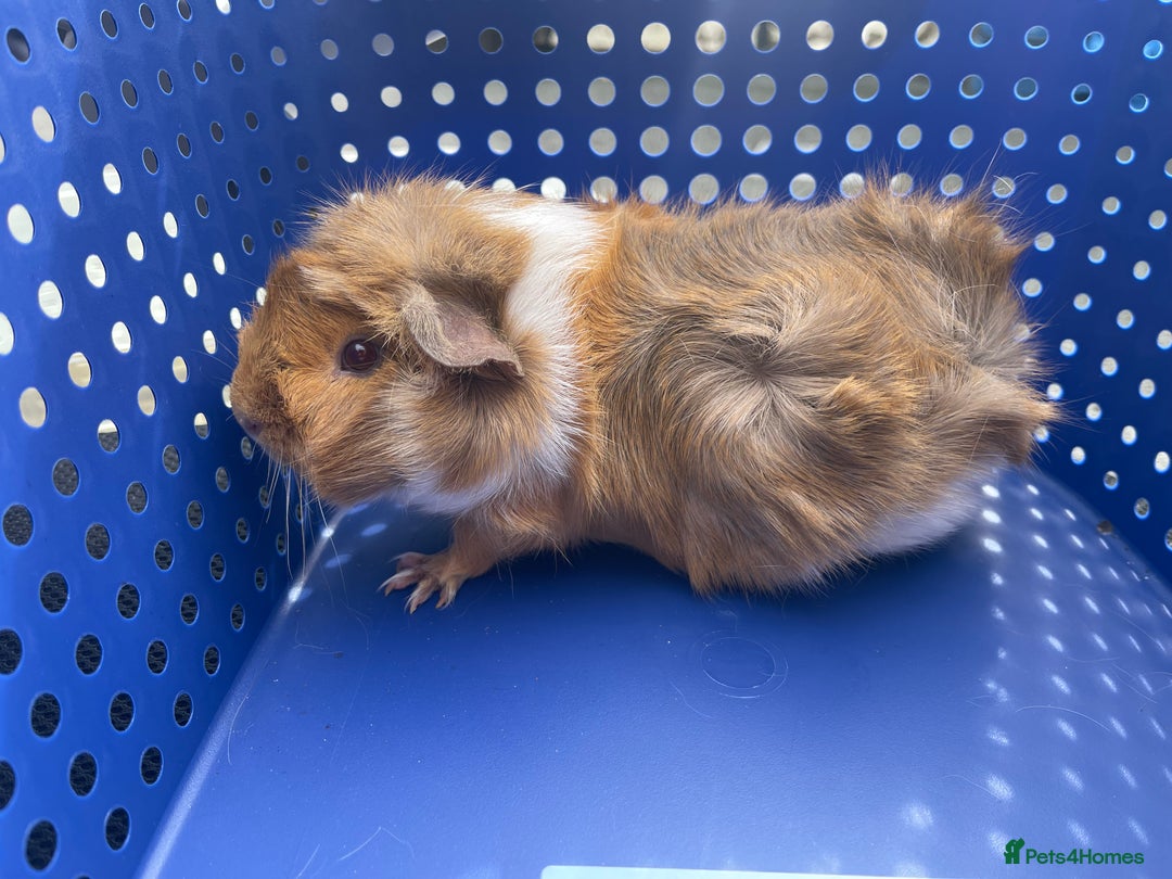 Guinea Pig rodents for sale: 2 female guinea pig siblings  - Image 2
