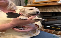 Golden Retriever dogs for sale: KC Reg Golden Retriever Pups - CHAMPION Bloodlines - Image 23