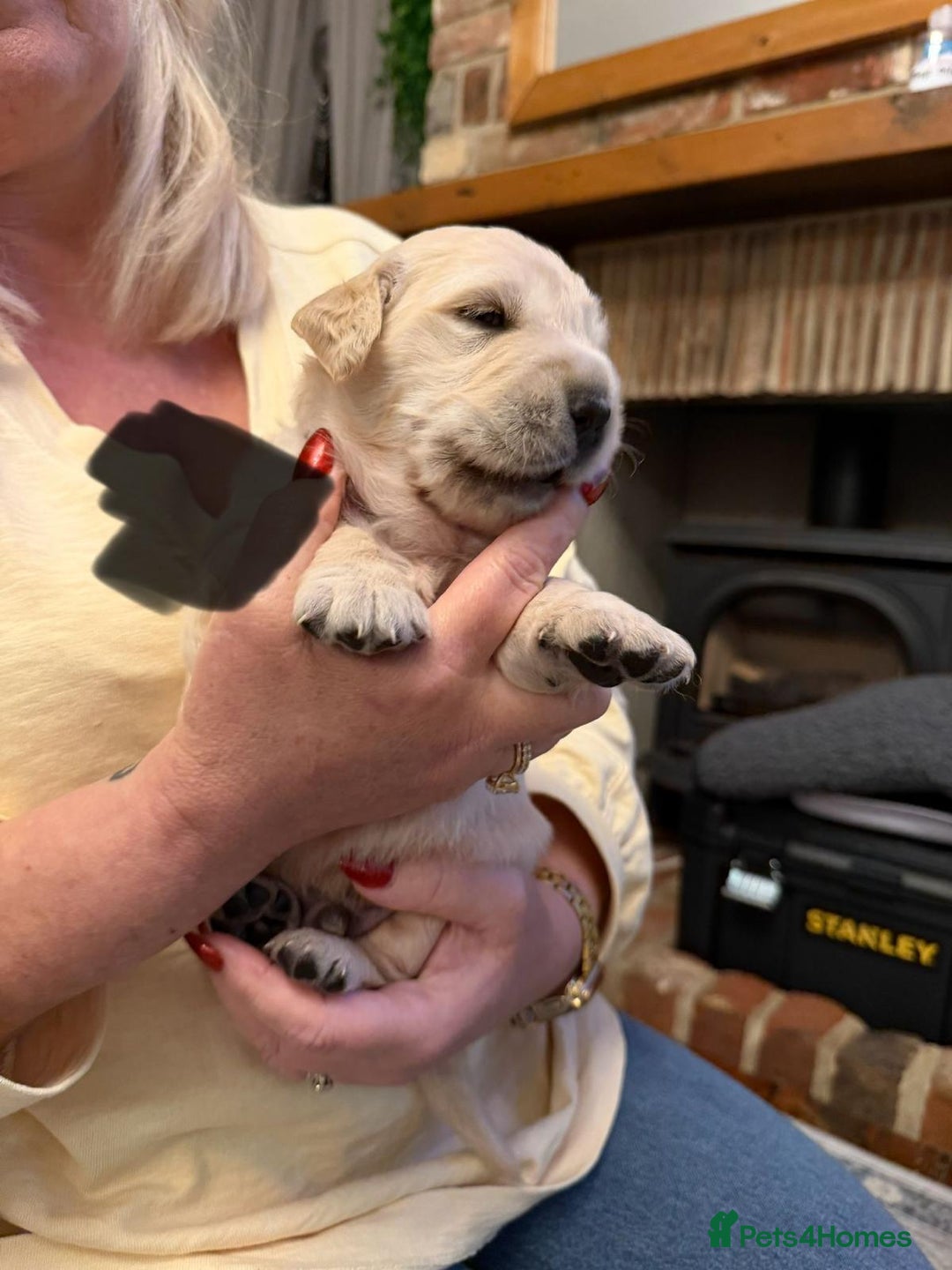 Golden Retriever dogs for sale: KC Reg Golden Retriever Pups - CHAMPION Bloodlines - Image 23