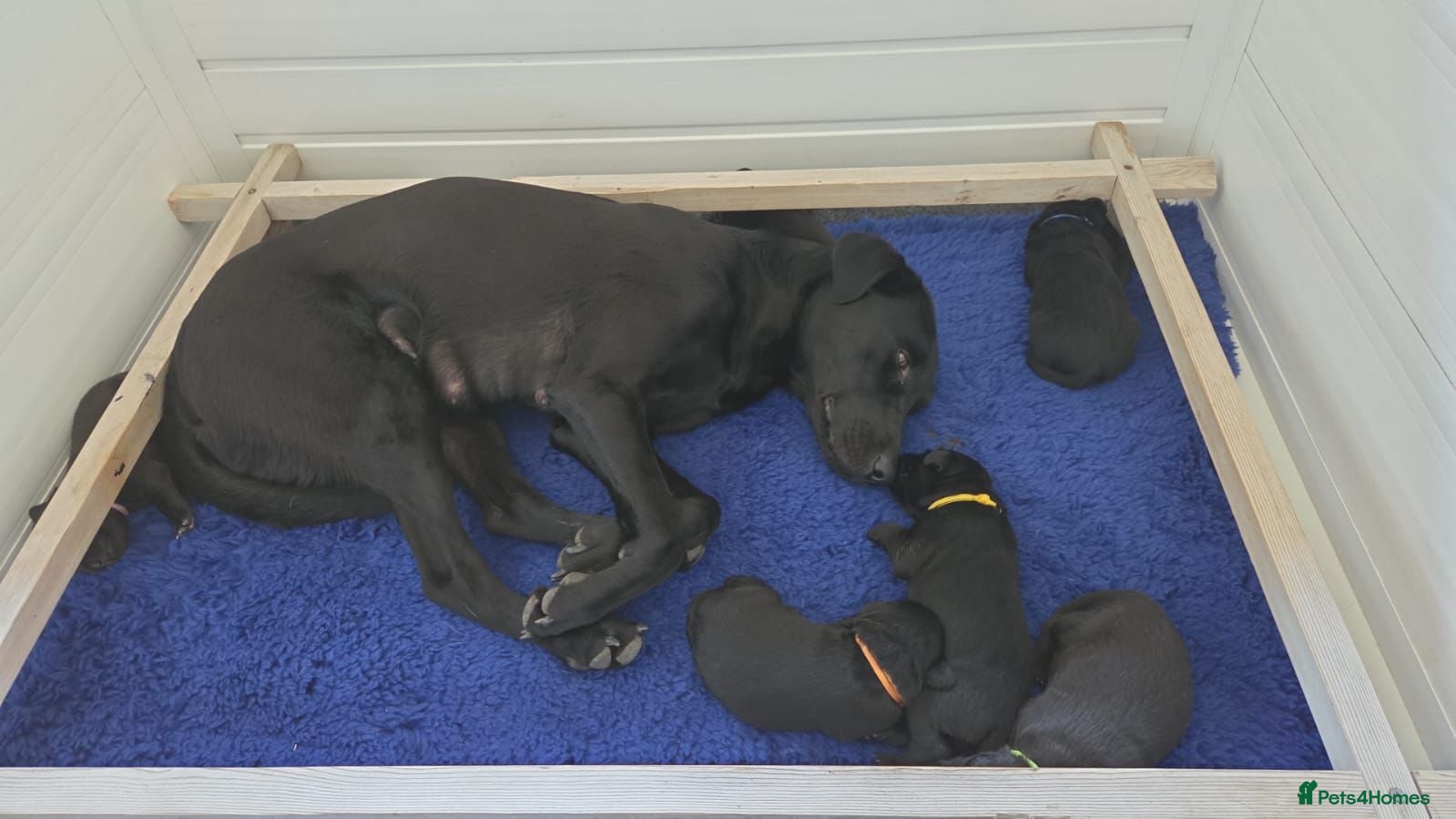 Labrador Retriever dogs Fantastic pedigree, two black boys available! - Advert 2