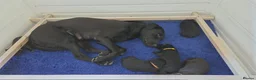 Labrador Retriever dogs for sale: Fantastic pedigree, two black boys available! in Alton - Advert 2