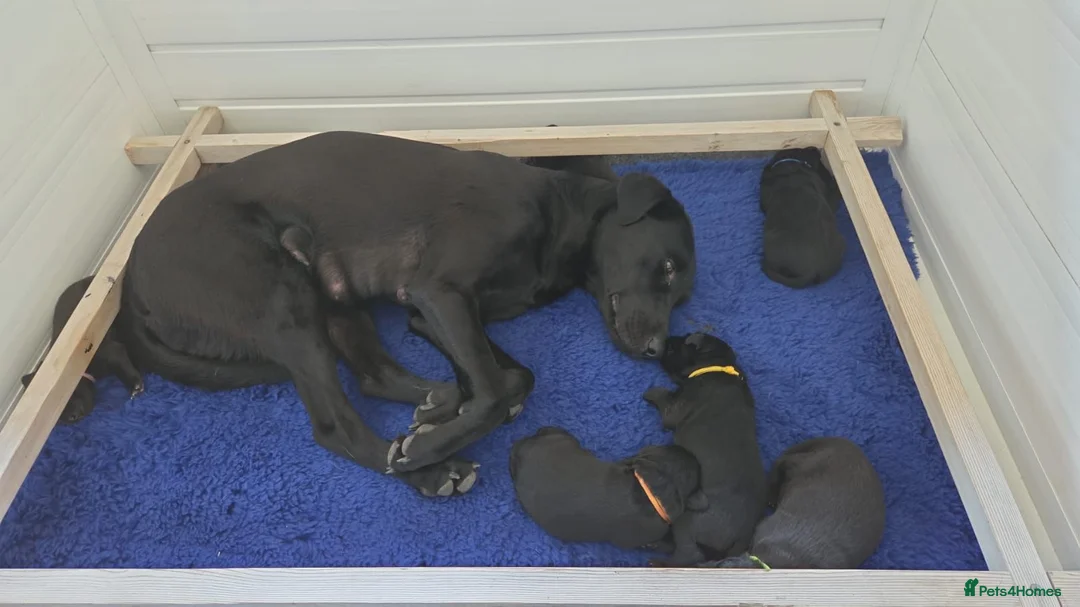 Labrador Retriever dogs for sale: Fantastic pedigree, two black boys available! in Alton - Advert 2