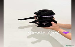 Mixed Breed dogs for sale: Doberman X XL Bully  - Image 8