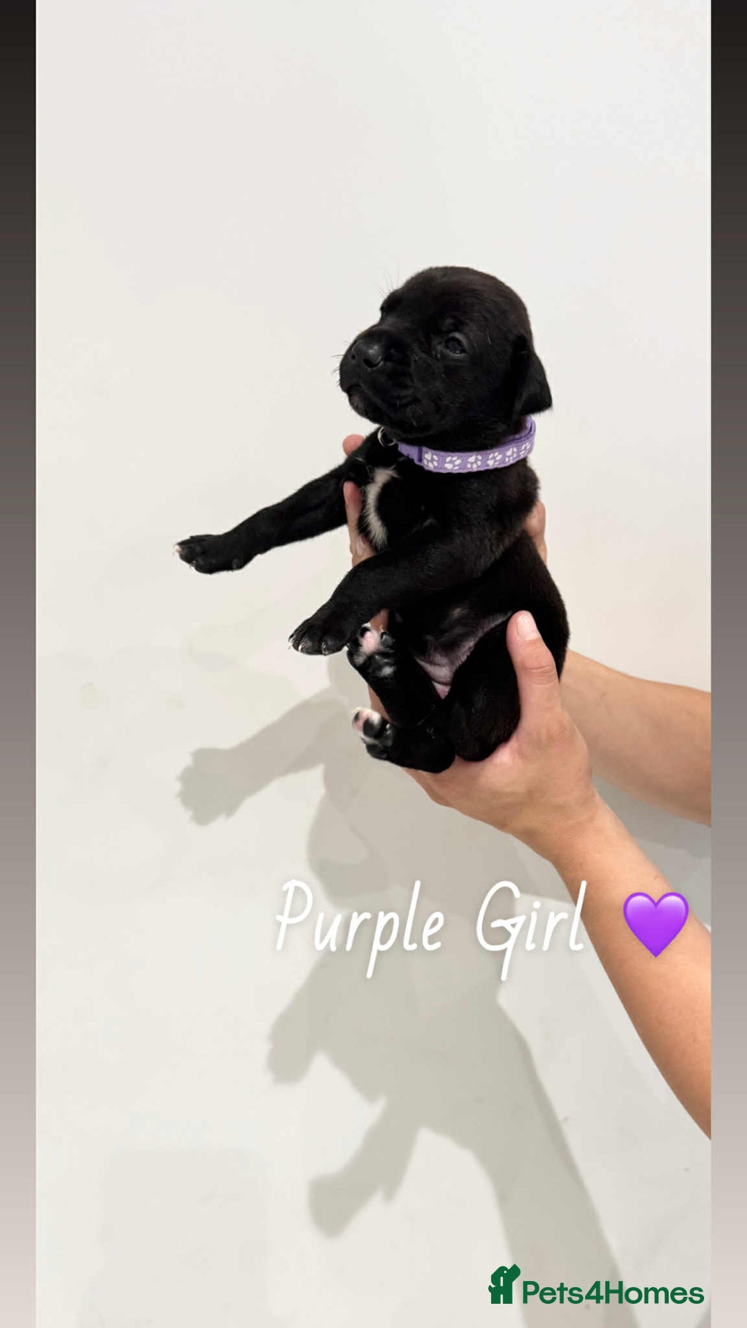 Mixed Breed dogs for sale: Doberman X XL Bully  - Image 8
