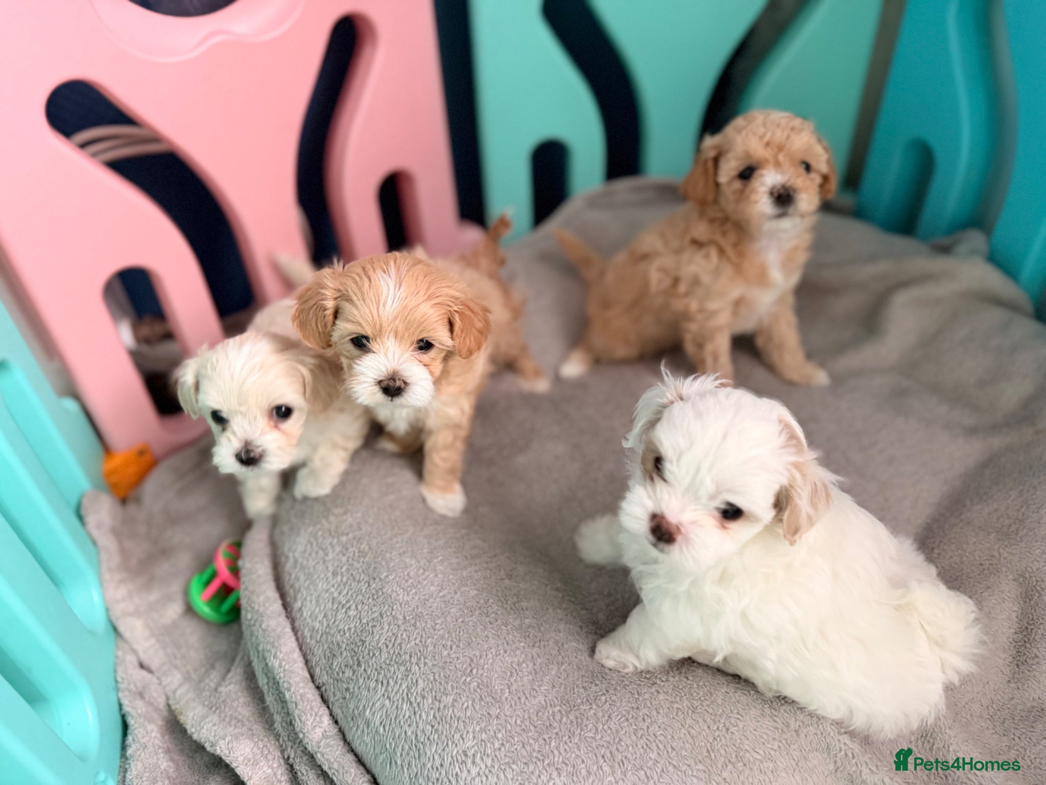 Maltipoo dogs Gorgeous maltipoo F2 - Advert 1