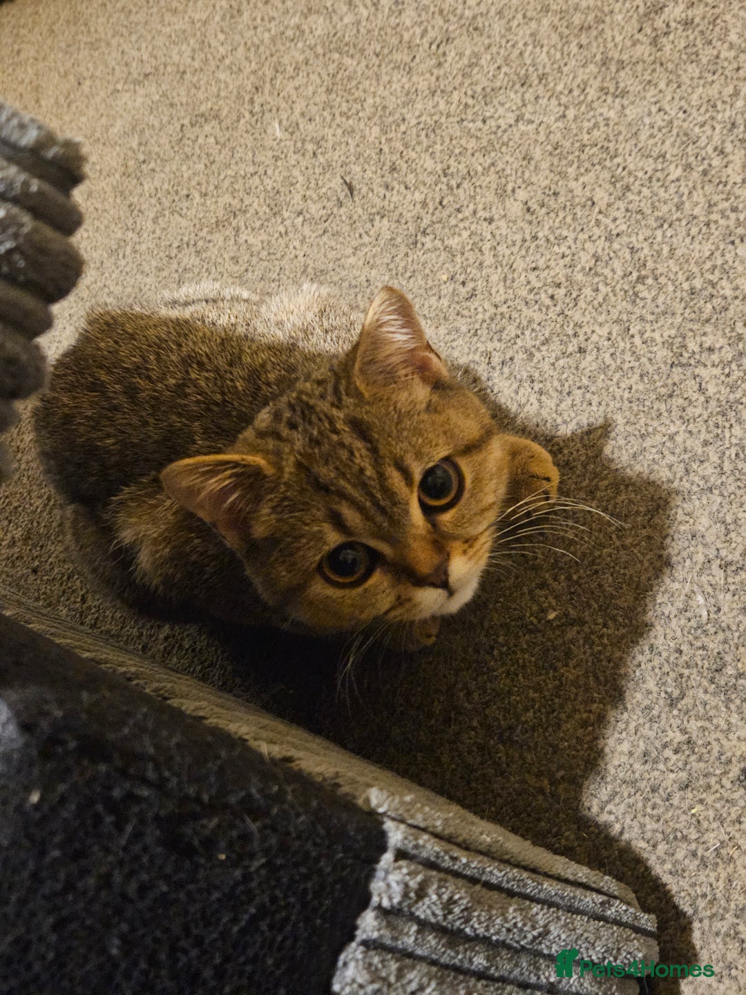 Scottish Fold cats for sale: Full pedigree Scottish Fold kitt(ready to go now)  - Image 16